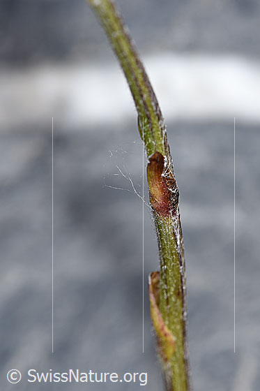 Foto: Huflattich (Tussilago farfara). Stängel.