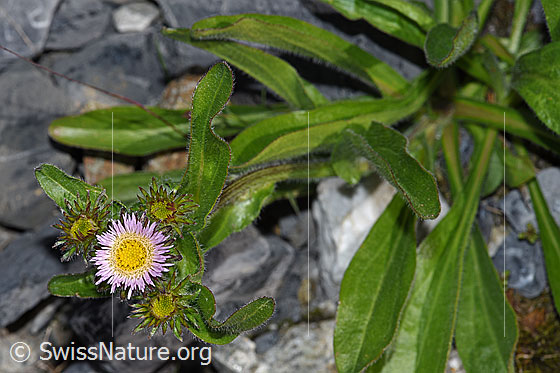Photo: Erigeron alpinus. Blossoms and leaves.