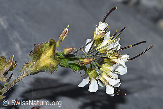 Photo: Arabis alpina. Blossoms and fruits.