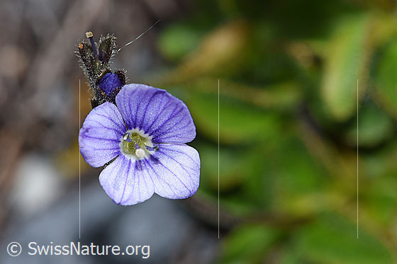 Photo: Veronica aphylla. Blossom.