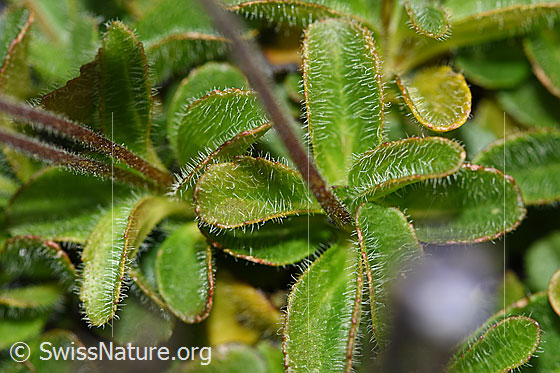 Photo: Veronica aphylla. Leaves and stem.