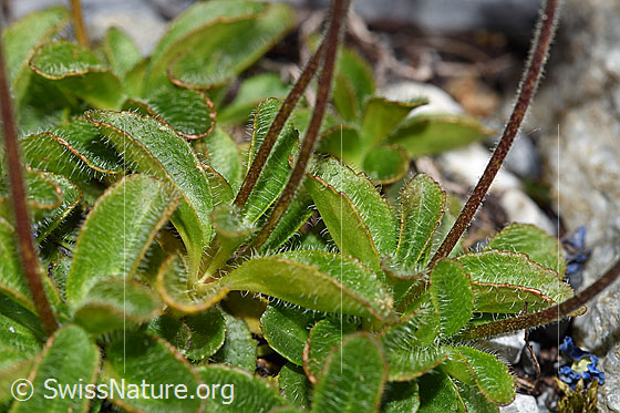 Photo: Veronica aphylla. Leaves and stem.