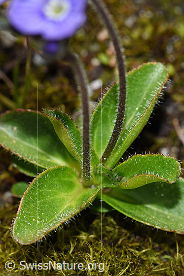Photo: Veronica aphylla. Stem and leaves.