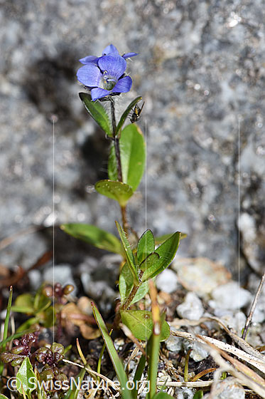 Photo: Veronica alpina. Whole plant (habiti).