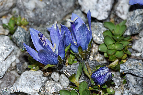 Photo: Campanula cenisia. Blossoms. View from the side.
