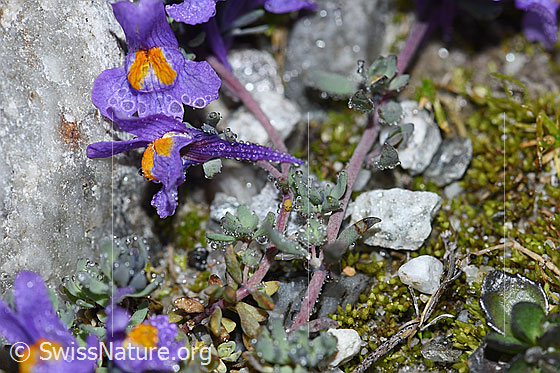 Foto: Alpen-Leinkraut (Linaria alpina). Blüten und Stängel.