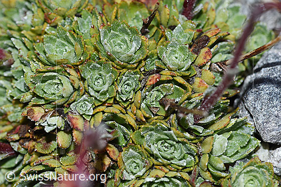Foto: Trauben-Steinbrech (Saxifraga paniculata). Blätter.