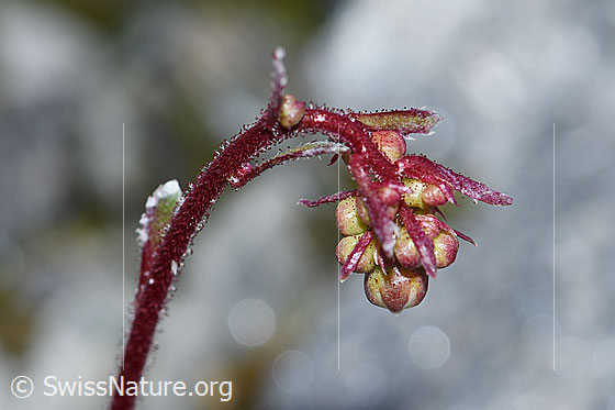 Foto: Trauben-Steinbrech (Saxifraga paniculata). Stängel und Blütenknospen. Stark drüsig.