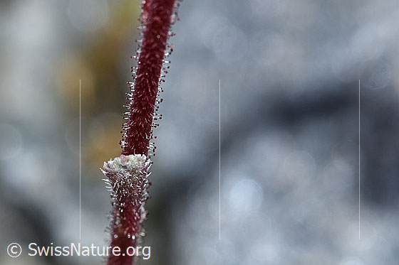 Foto: Trauben-Steinbrech (Saxifraga paniculata). Stängel. Stark drüsig.