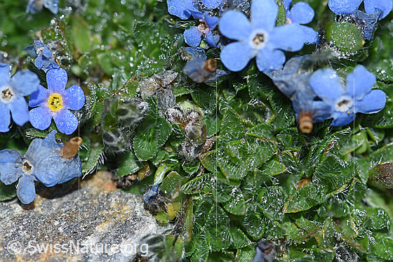 Foto: Himmelsherold (Eritrichium nanum). Blätter.