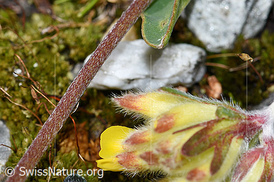 Foto: Alpen-Wundklee (Anthyllis vulneraria ssp. alpestris). Blüten und Stängel.