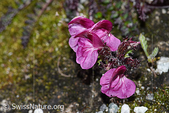 Photo: Pedicularis kerneri. Blossoms.