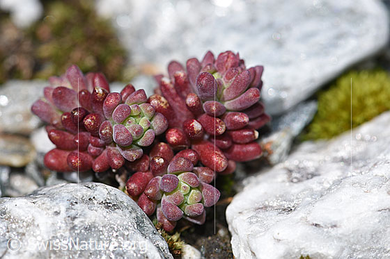 Photo: Sedum atratum. Whole plant (habiti).