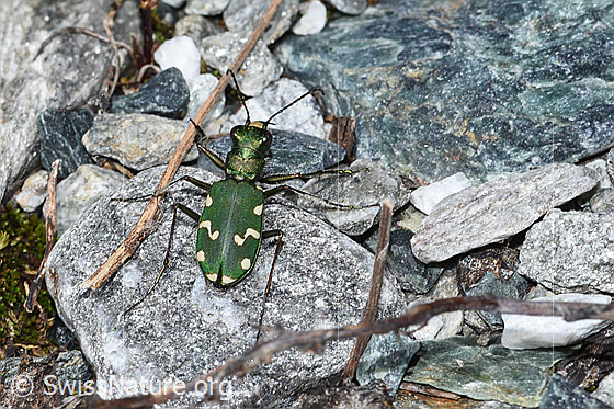 Foto: Gallischer Sandlaufkäfer (Cicindela gallica). Ansicht von oben.