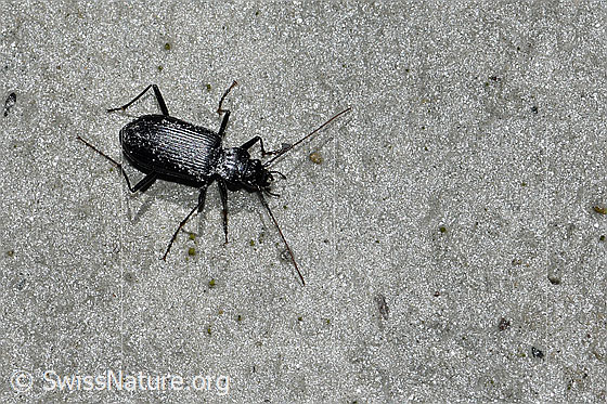 Nebria jockischii (Dammläufer)