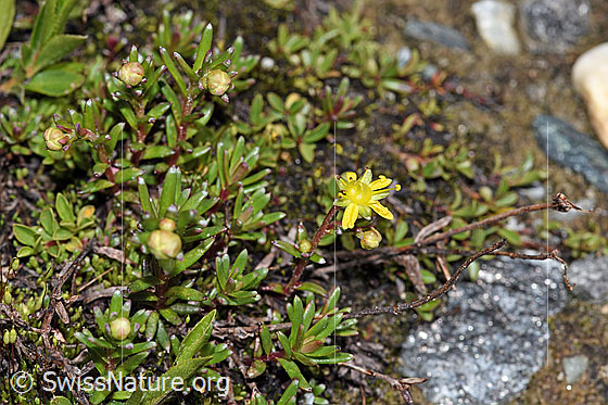 Photo: Saxifraga aizoides. Whole plant (habiti).