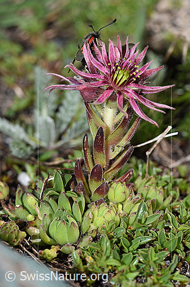 Foto: Berg-Hauswurz (Sempervivum montanum). Ganze Pflanze (Habitus).
