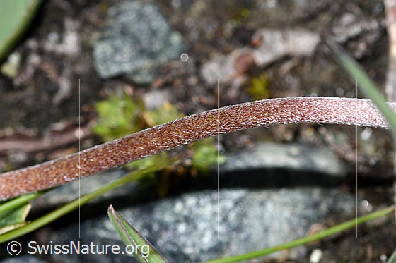 Photo: Anthyllis vulneraria ssp. Alpestris. Stem.
