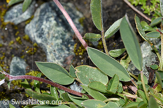 Photo: Anthyllis vulneraria ssp. Alpestris. Leaves.