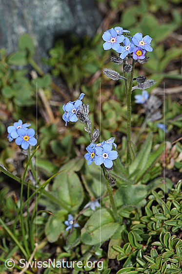 Foto: Alpen-Vergissmeinnicht (Myosotis alpestris). Ganze Pflanze (Habitus).