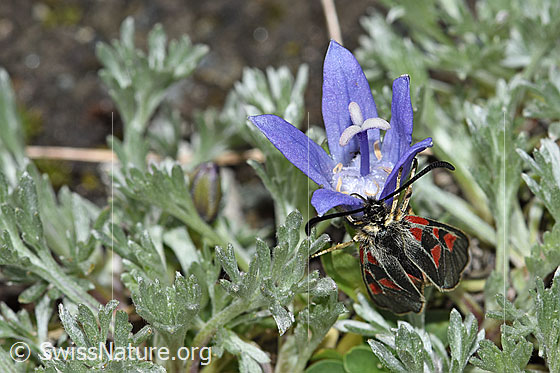 Foto: Alpen-Widderchen (Zygaena exulans) auf Mont Cenis-Glockenblume (Campanula cenisia). Flügel geschlossen. Ansicht von vorne.