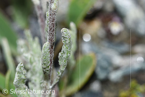 Foto: Zwerg-Schafgarbe (Achillea nana). Stängel und Blätter.