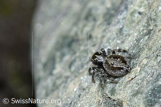Foto: Wahrscheinlich Attulus longipes (Springspinne). Weibchen. Ansicht von hinten.