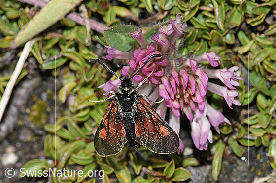 Foto: Alpen-Widderchen (Zygaena exulans) an Schnee-Klee (Trifolium pratense ssp. nivale). Ansicht von oben.