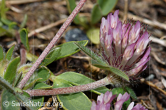 Foto: Schnee-Klee (Trifolium pratense ssp. nivale). Stängel und Blüte.