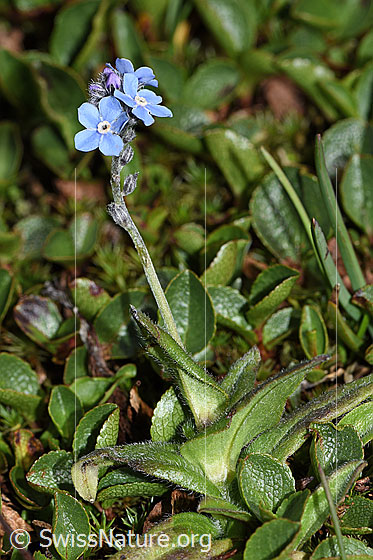 Foto: Alpen-Vergissmeinnicht (Myosotis alpestris). Ganze Pflanze (Habitus).