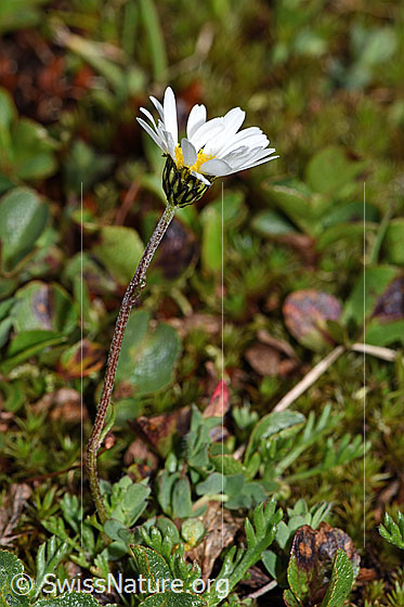 Foto: Gewöhnliche Alpenmargerite (Leucanthemopsis alpina). Ganze Pflanze (Habitus).
