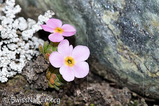 Photo: Androsace alpina. Blossom and leaves. View from diagonally above.