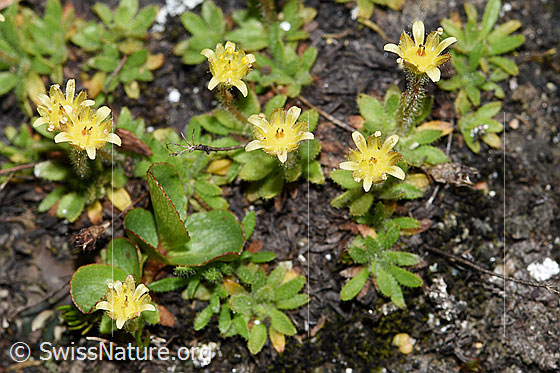 Photo: Saxifraga seguieri. Blossoms.