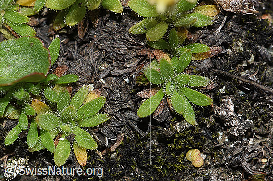 Foto: Séguiers Steinbrech (Saxifraga seguieri). Blätter.