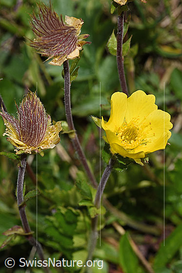 Photo: Geum reptans. Blossom, blooming and faded.