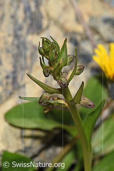 Foto: Grüne Hohlzunge (Coeloglossum viride). Blütenstand.
