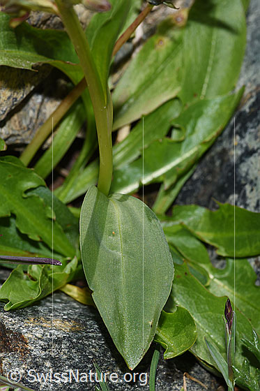 Foto: Grüne Hohlzunge (Coeloglossum viride). Stängel und Blatt.
