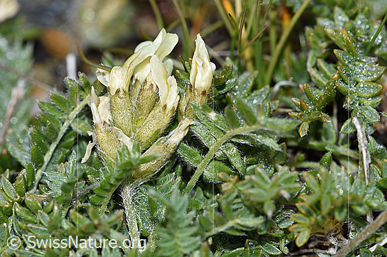 Alpen-Spitzkiel (Oxytropis campestris)