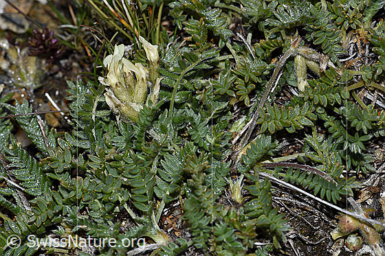 Photo: Oxytropis campestris. Whole plant (habiti).