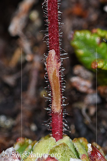 Foto: Wahrscheinlich Trauben-Steinbrech (Saxifraga paniculata). Stängel mit Blatt.