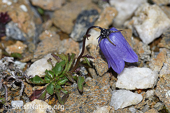 Photo: Campanula cochleariifolia. Whole plant. View from the side. Height: 3cm