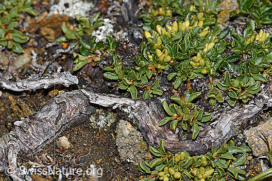 Foto: Wahrscheinlich Quendelblättrige Weide (Salix serpillifolia). Früchte, Blätter und Wurzeln.