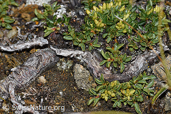 Foto: Wahrscheinlich Quendelblättrige Weide (Salix serpillifolia). Früchte, Blätter und Wurzeln.
