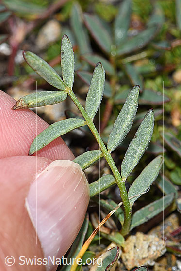 Foto: Alpen-Spitzkiel (Oxytropis campestris). Blätter. Blattunterseite.