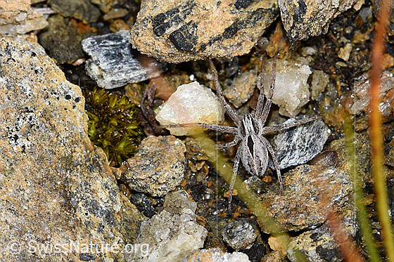 Foto: Wahrscheinlich Thanatus coloradensis (= T. alpinus). Weibchen.
Körpergrösse: 7mm. Ansicht von oben.