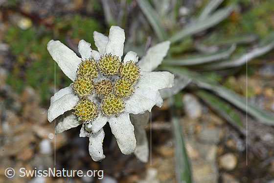 Photo: Leontopodium alpinum. Blossom.