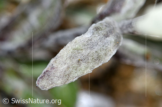 Photo: Leontopodium alpinum