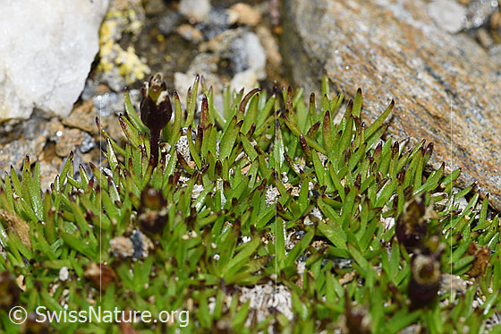 Foto: Kalk-Polsternelke (Silene acaulis). Verblühte Blüten und Blätter.