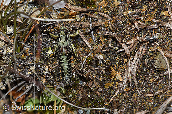 Photo: Bohemanella frigida. Nymph. Hind legs missing. View from above.