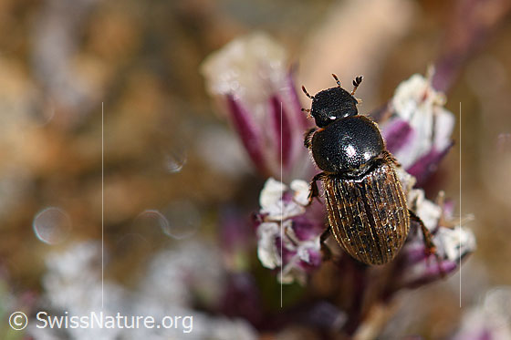 Photo: Heptaulacus testudinarius. View from above.